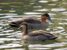 Philippine Duck (WWT Slimbridge March 2011) - pic by Nigel Key